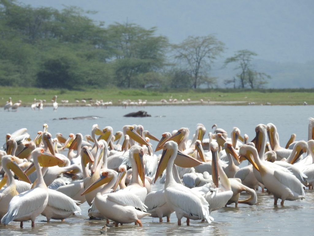 TANZANIA: LA GRAN MIGRACIÓN lago manyara 1024x768 1